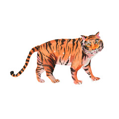 Watercolor tiger on white background. Animal wildlife illustration