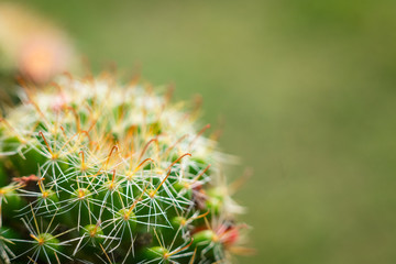 Close up macro of beautiful orange cactus flowers with white cactus spines on green cactus background