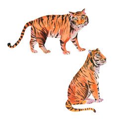 Set of watercolor tiger on white background. Animal wildlife illustration