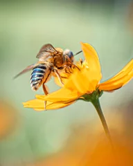 Photo sur Plexiglas Abeille baiser l& 39 abeille