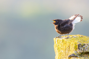 A black wheatear (Oenanthe leucura)