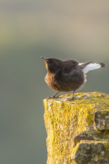 A black wheatear (Oenanthe leucura)