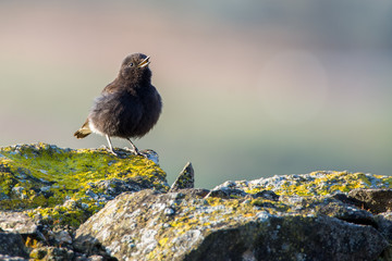 A black wheatear (Oenanthe leucura)
