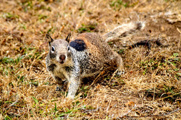 Squirrel camouflaged in field