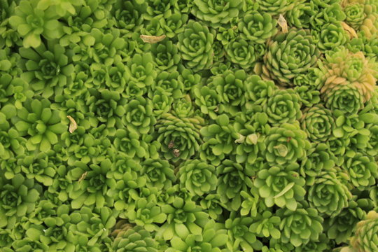 「Rosenwurz」の写真素材 | 39件の無料イラスト画像 | Adobe Stock