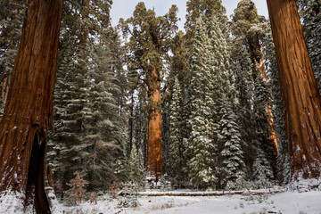 sequoia trees at winter