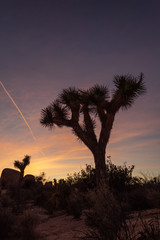 silhouette of joshua tree at sunset