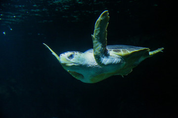tortue marine sur fond sombre, aquarium de la Rochelle