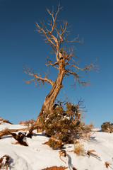 dead tree in the desert at winter