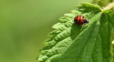 Marienkäfer auf grünem Blatt