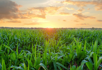 corn field in the evening sunset