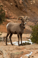 mountain goat on the rock