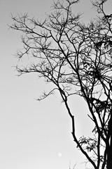 Tree under the sky in winter view from the bottom up black and white