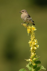 A northern wheatear (Oenanthe oenanthe)