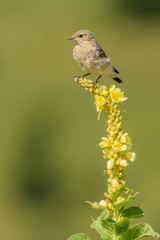 A northern wheatear (Oenanthe oenanthe)