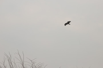 falcons in the sky during a gloomy cloudy day