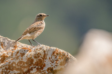 A northern wheatear (Oenanthe oenanthe)