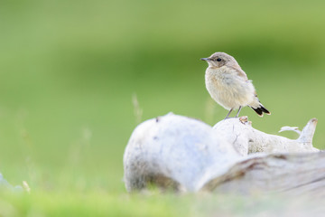A northern wheatear (Oenanthe oenanthe)