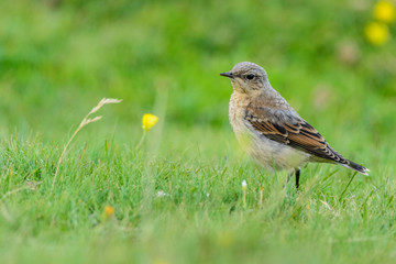A northern wheatear (Oenanthe oenanthe)