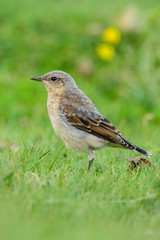 A northern wheatear (Oenanthe oenanthe)