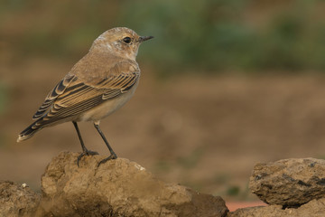 A northern wheatear (Oenanthe oenanthe)