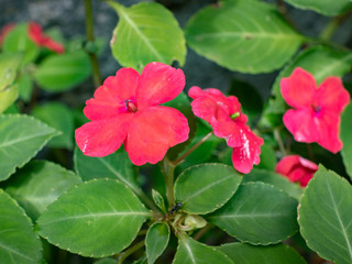Small lilac flowers, named Impatiens, of the botanical genus belonging to the Balsaminaceae family, Areal, Rio de Janeiro, Brazil