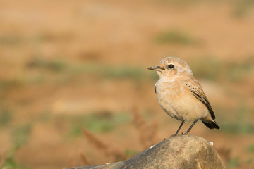 A northern wheatear (Oenanthe oenanthe)