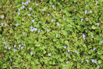 "Ivy-leaved Bellflowers" in St. Gallen, Switzerland. Its Latin name is Wahlenbergia Hederacea, native to Western Europe.