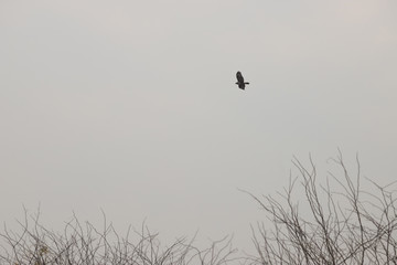 falcons in the sky during a gloomy cloudy day