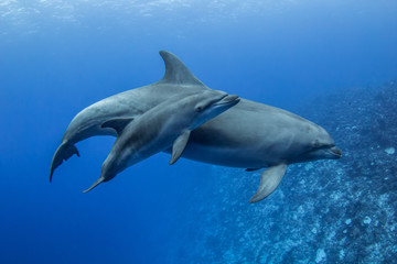 family dolphin