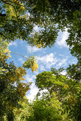 Looking up Blue Sky through woods, yellow flower, green leaves.  