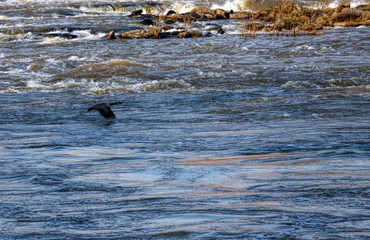 Geese preparing for take off over the water