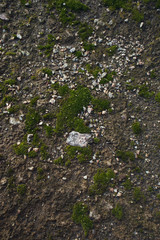 Green moss with granite on the ground