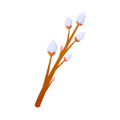 Fluffy willow flower branch isolated on white.