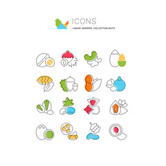 Set Vector Flat Line Icons of Nuts