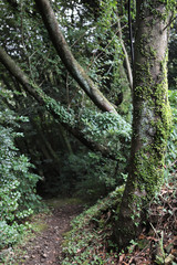 Old Trees Leaf Photographs in Green Forest