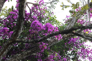 Obraz premium Flor