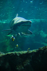 requin bouledogue, poissons jaunes, rochers, aquarium de la Rochelle