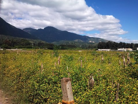 milpa