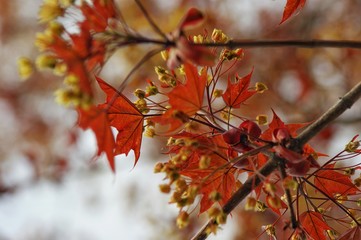 autumn leaves on tree
