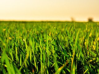 Green wheat field, agricultural landscape.