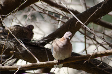 Turtledove on a tree near its nest