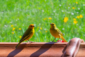 Canary couple (sicalis flaveola) on the fence