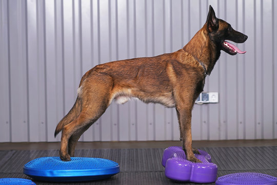 Active Belgian Shepherd dog Malinois posing indoors standing on a blue balance disc and a violet balance fitbone with bumps