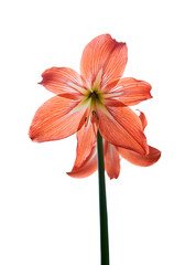red amaryllis flowers on a stem isolated on a white background