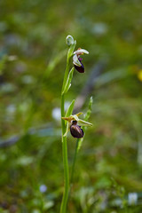 Wild rare bee orchid blooming in mediterranean area at spring