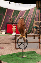 Águila de cetrería