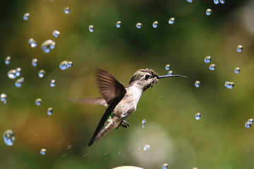 Hummingbird with droplets