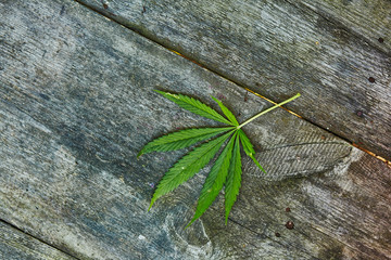 Leaf of marijuana on wooden texture with copy space