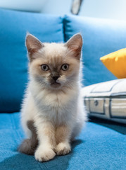 kitten on a blue background